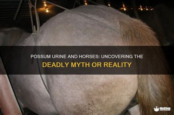 Can possum urine kill horses?