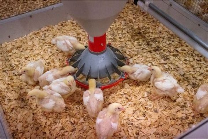 Can Pyrex be used in the broiler?