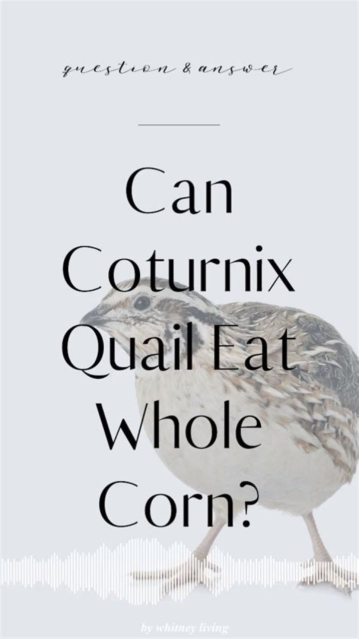 Can quail eat whole corn?