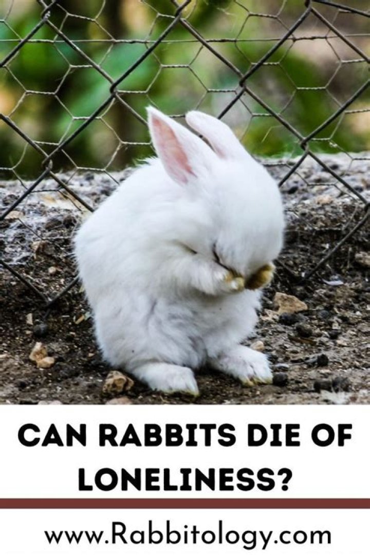 Can rabbits die of loneliness?