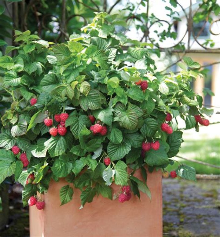 Can Raspberries be grown indoors?
