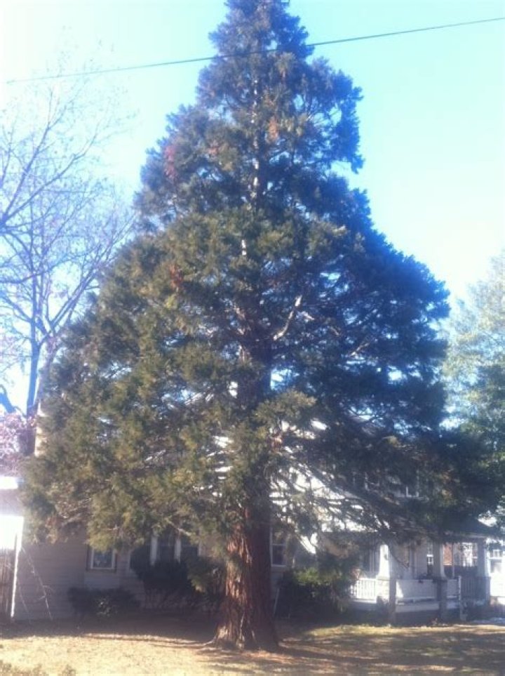 Can redwood trees grow in Ohio?