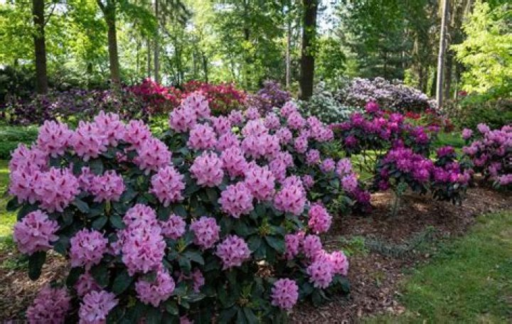 Can rhododendrons grow in full shade?