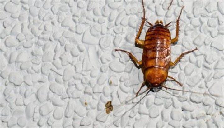 Can roaches live in your walls?