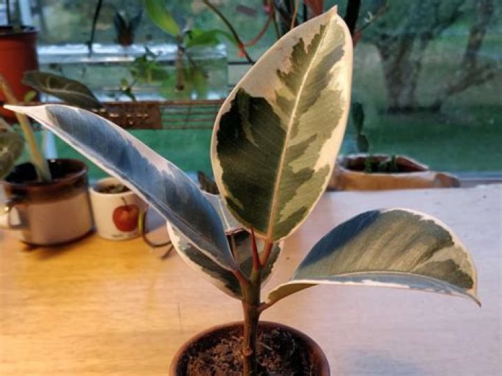 Can rubber plant live outside?