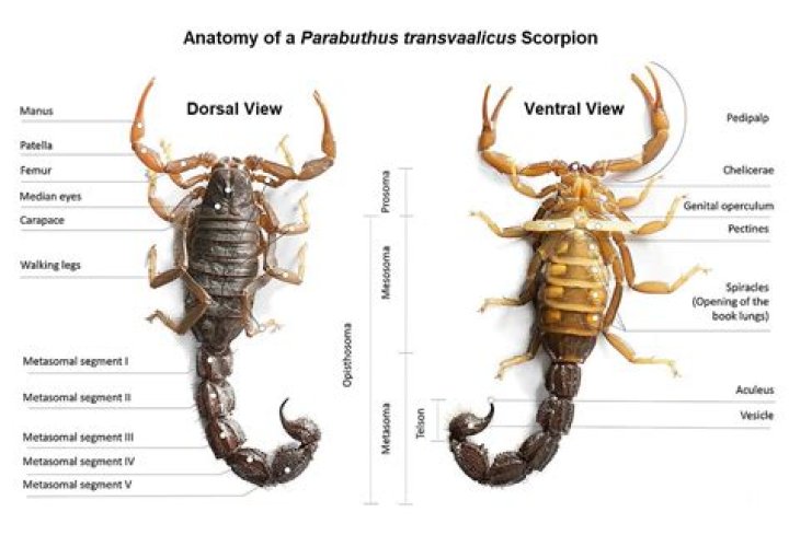 Can Scorpions get into air vents?