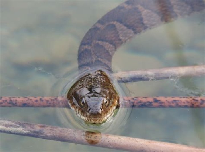 Can snakes live in ponds?