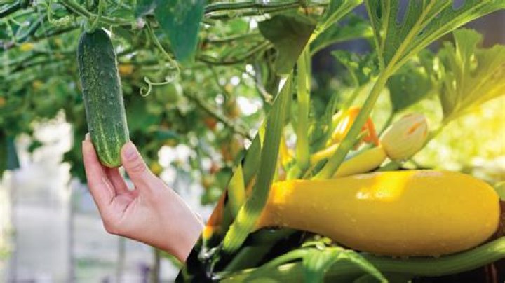 Can squash and cucumber be planted together?
