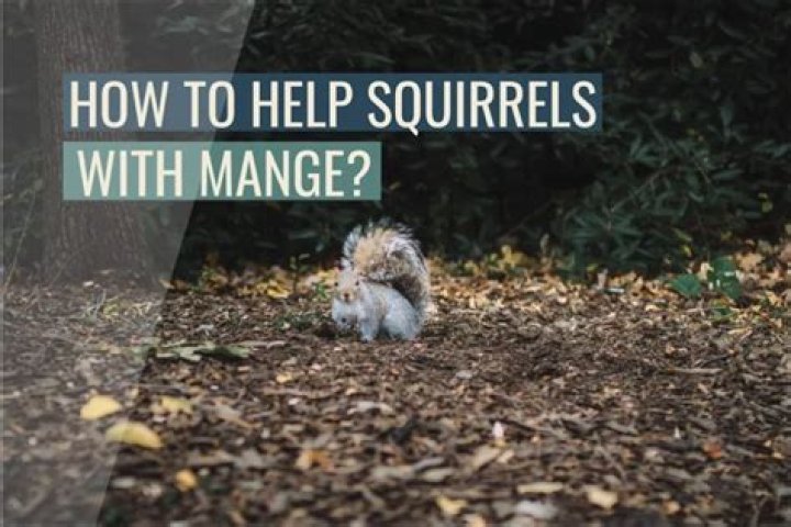 Can squirrels get sarcoptic mange?