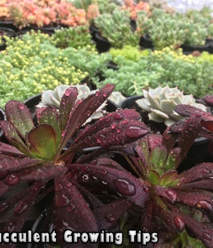 Can succulents survive in rain?