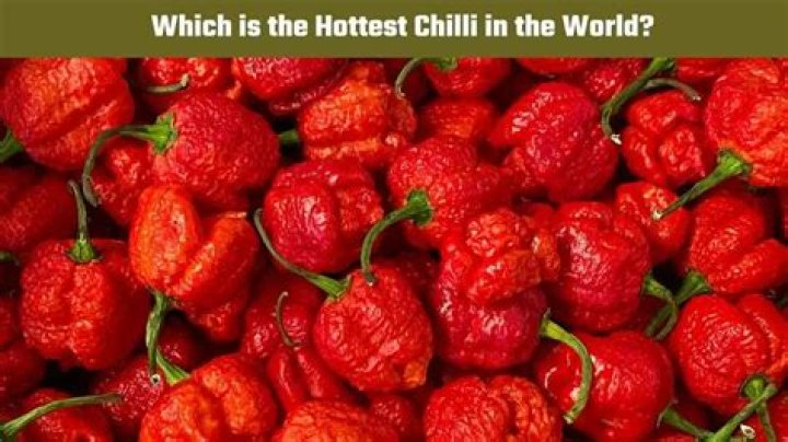 Can the hottest chilli in the world kill you?