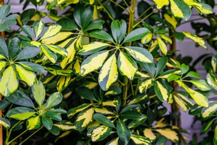 Can umbrella plants be put outside?