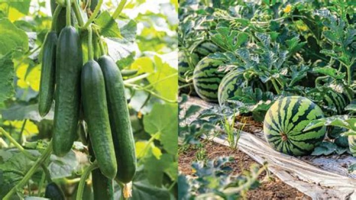 Can watermelon and cucumber cross pollinate?