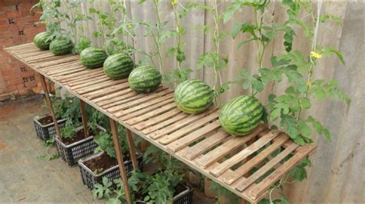 Can Watermelon be planted with tomatoes?