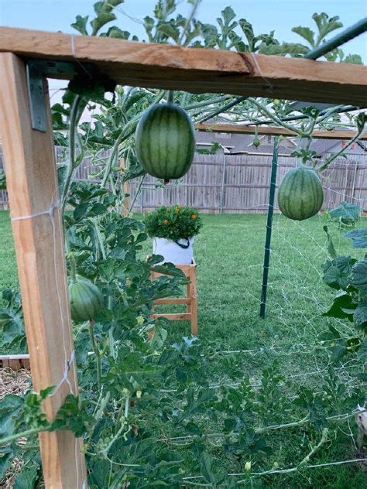 Can watermelon grow hanging?