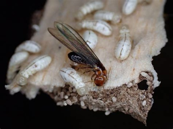 Can whiteflies harm humans?