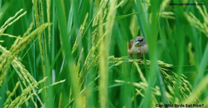 Can wild birds eat rice?