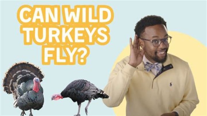 Can wild turkeys fly high?