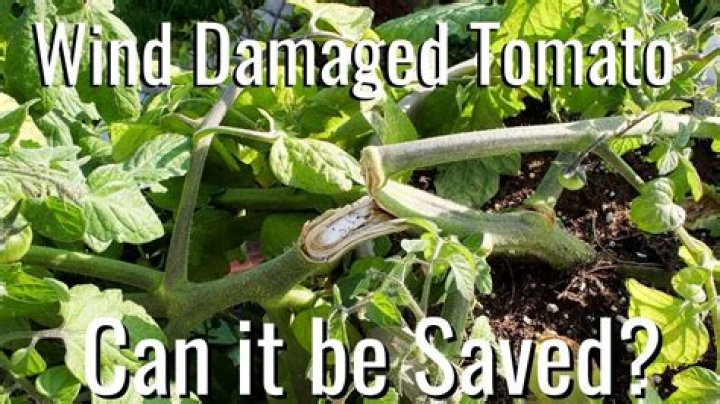 Can wind damage tomato plants?