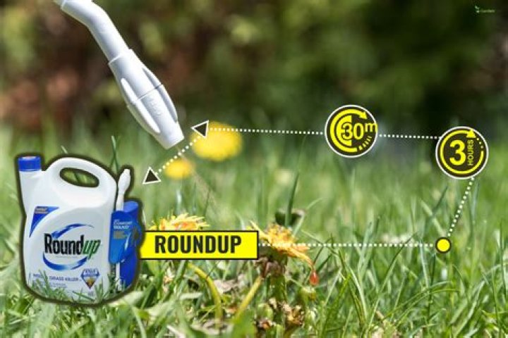 Can you apply Roundup after it rains?
