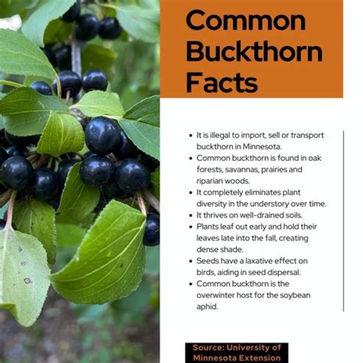 Can you burn buckthorn?