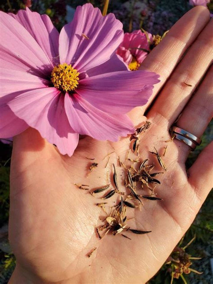 Can you collect seeds from cut flowers?