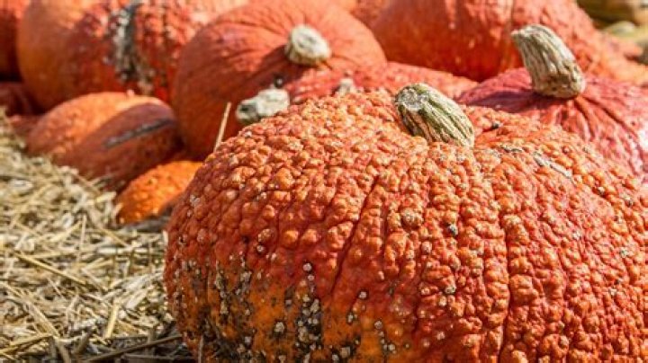Can you cook warty pumpkins?
