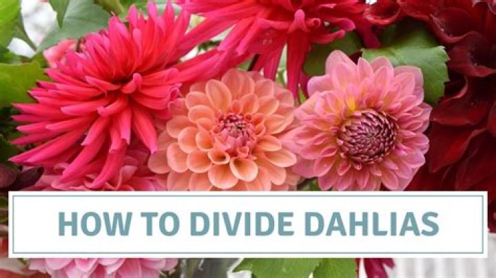 Can you divide dahlias in spring?