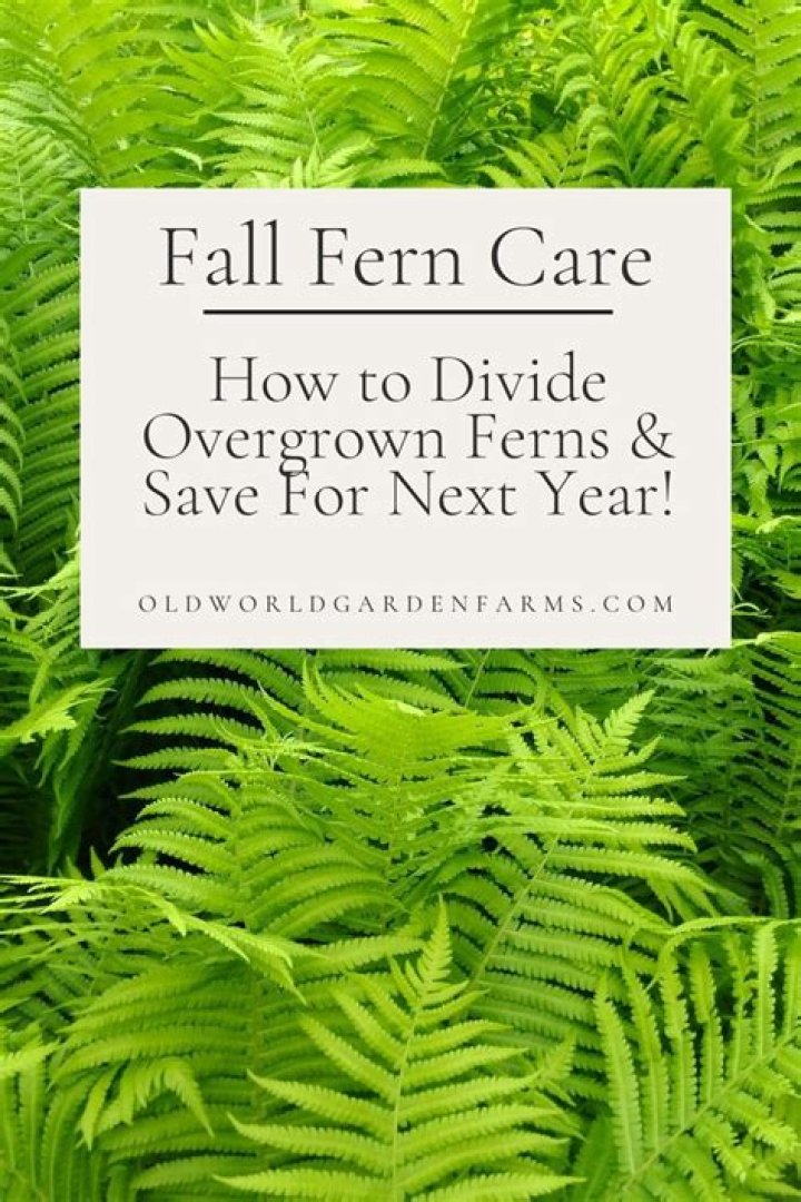 Can you divide ferns in the fall?