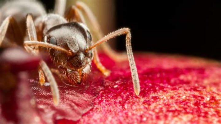 Can you drown a fire ant colony?
