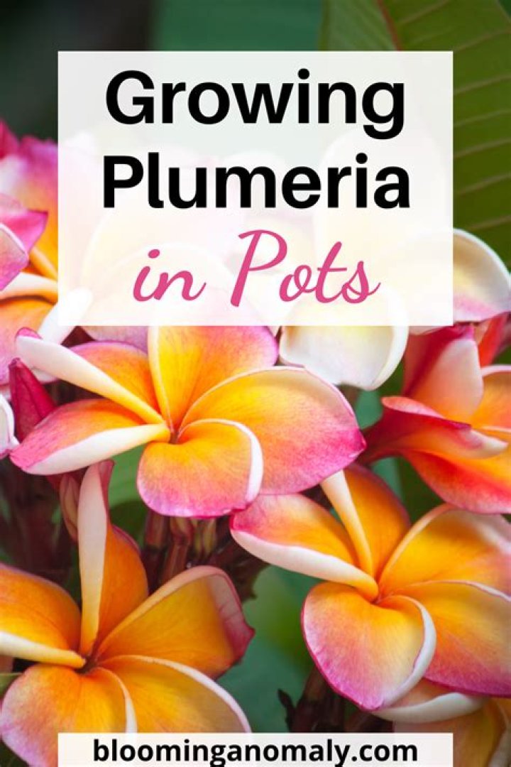 Can you eat a plumeria?