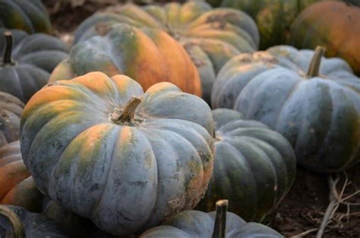 Can you eat blue pumpkins?