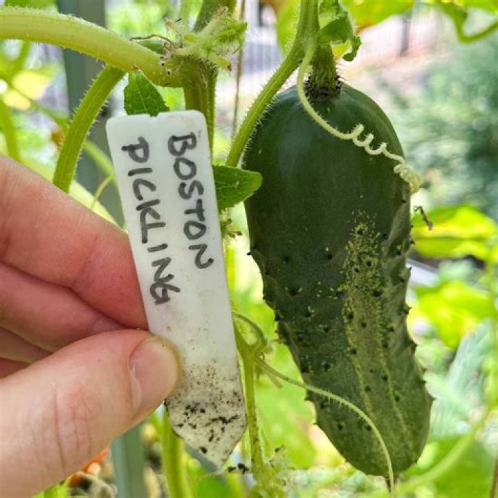 Can you eat Boston Pickling Cucumber?