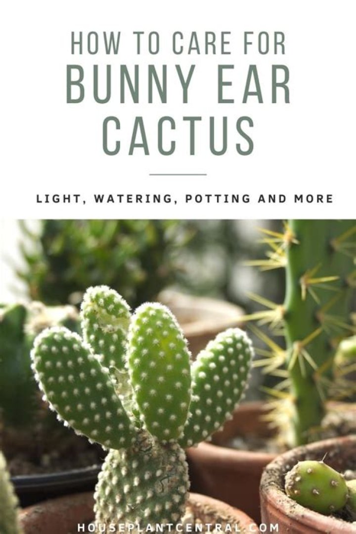 Can you eat bunny ear cactus?