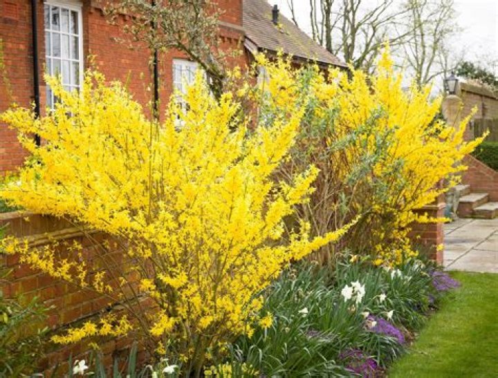 Can you eat forsythia flowers?