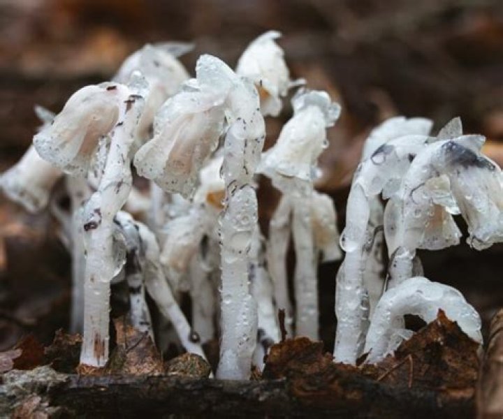 Can you eat ghost pipes?