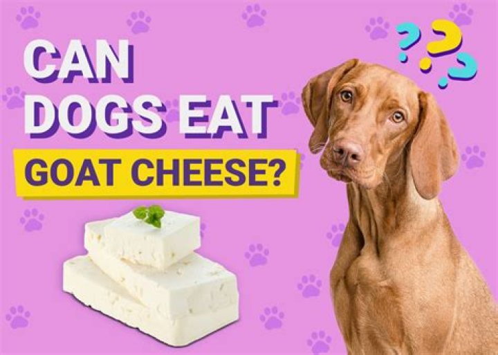 Can you eat goat cheese if you are lactose intolerant?