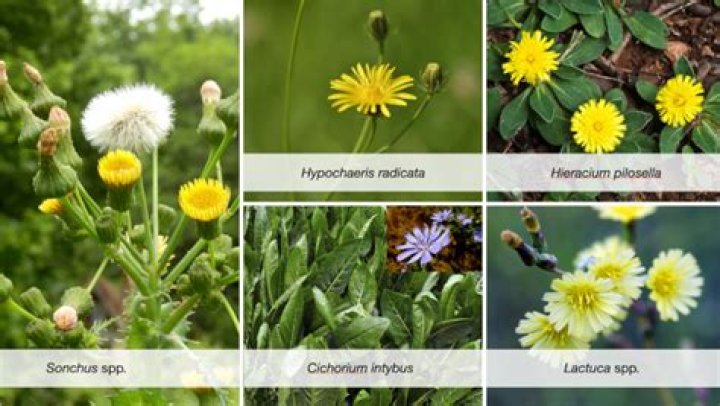 Can you eat hawkweed?
