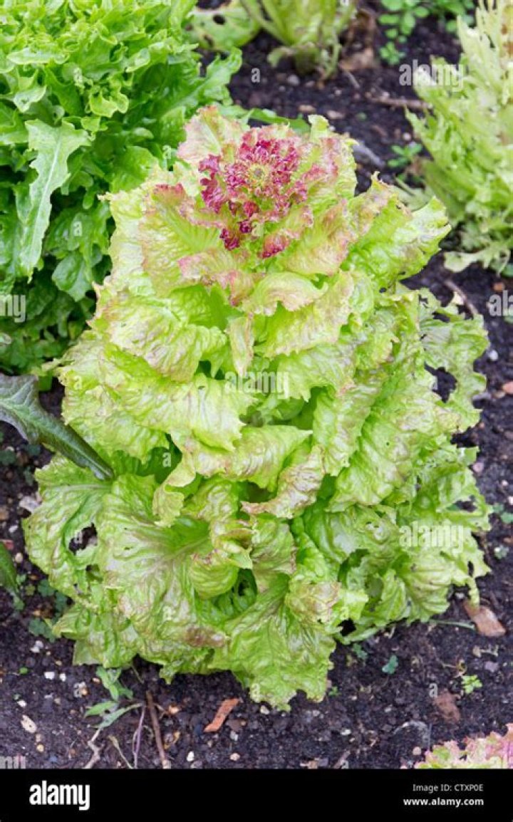 Can you eat lettuce that has gone to seed?