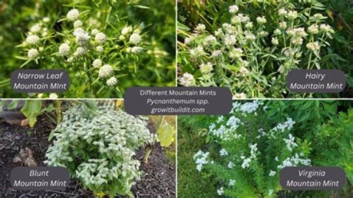 Can you eat mountain mint?