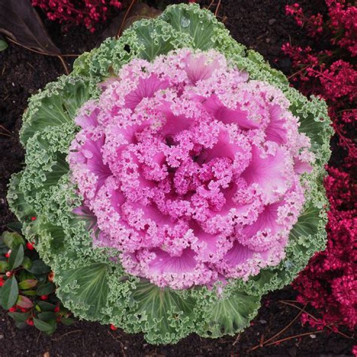 Can you eat ornamental cabbage and kale?