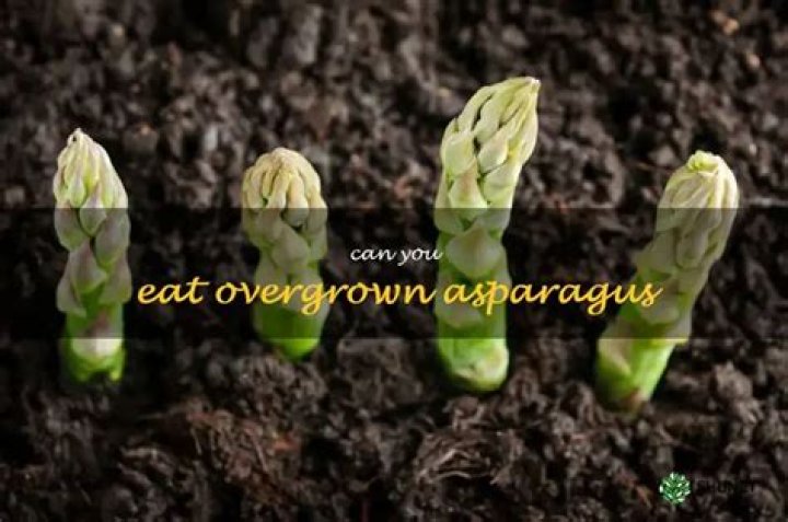 Can you eat overgrown asparagus?
