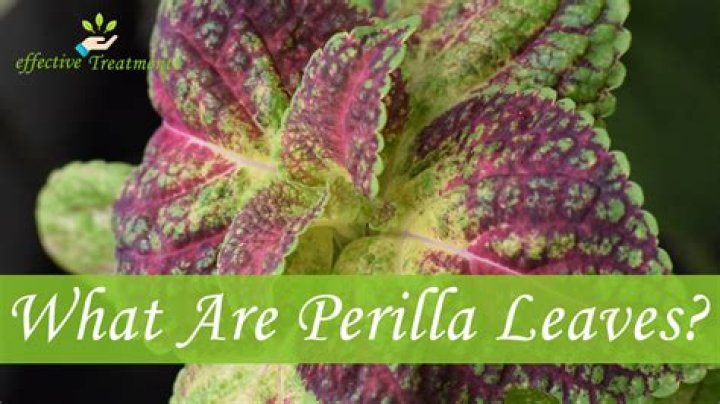 Can you eat perilla leaves Raw?