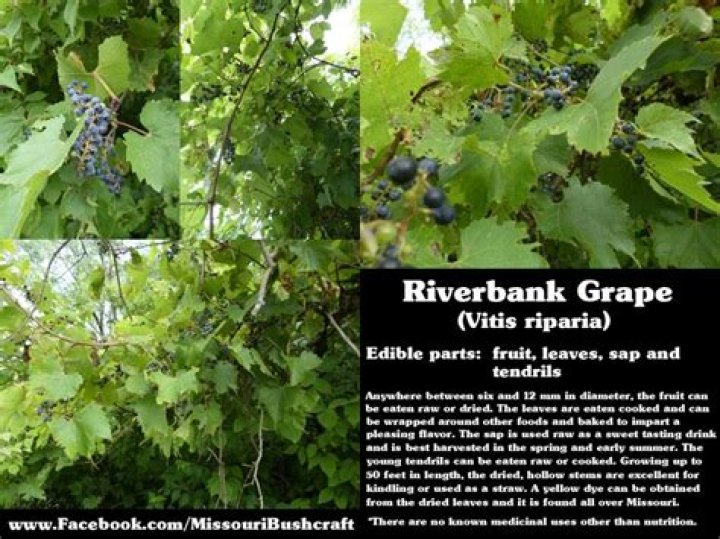 Can you eat riverbank grape?