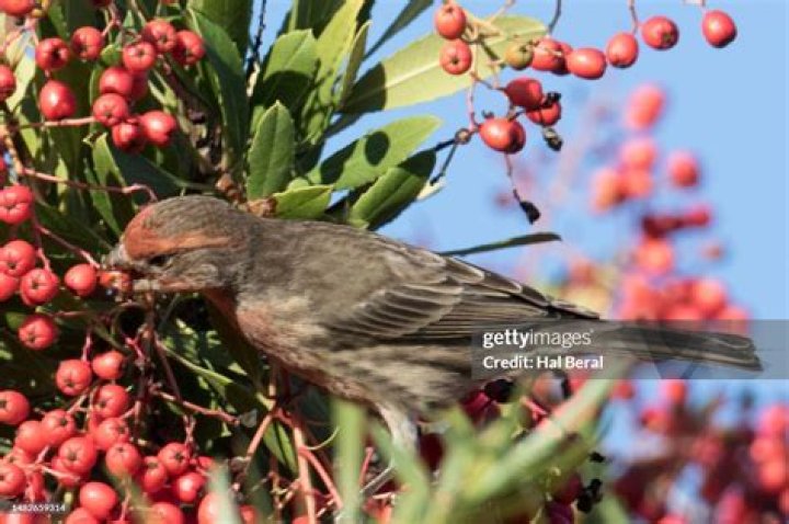 Can you eat Toyon?