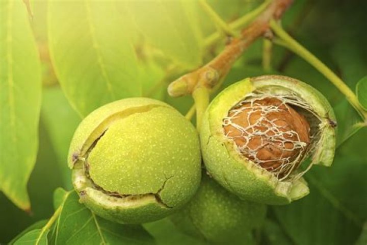 Can you eat walnuts from the tree?