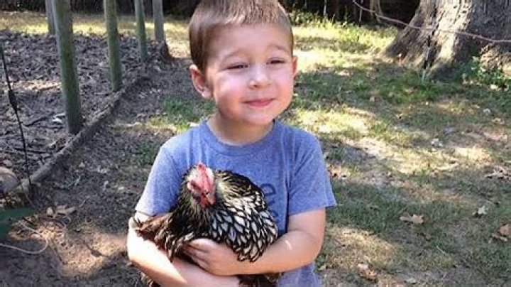 Can you feed bacon grease to chickens?