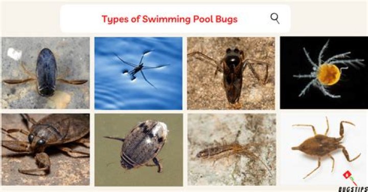 Can you get bed bugs from a swimming pool?