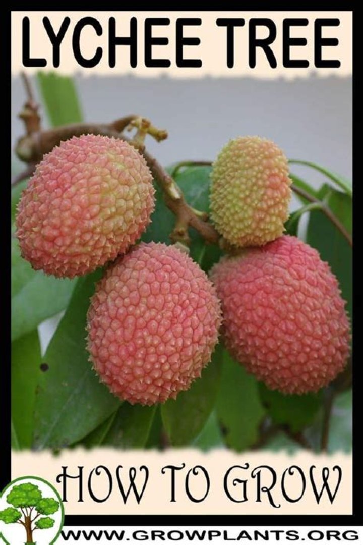 Can you grow a lychee tree in a pot?