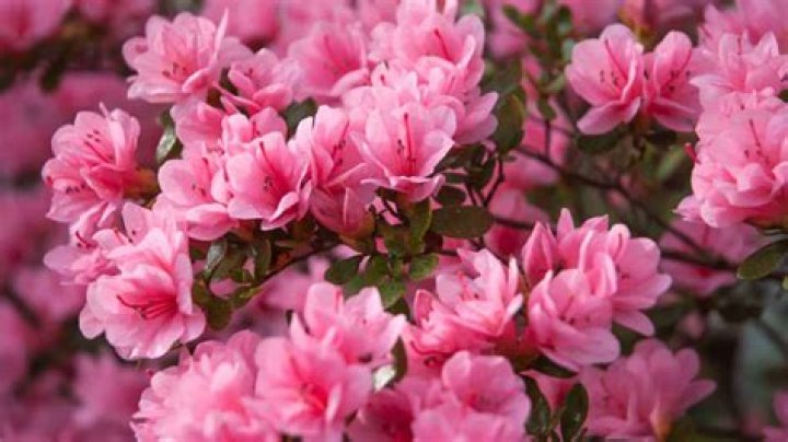 Can you grow an azalea from a cutting?